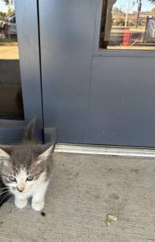 A378155 -  Domestic Short Hair Cat for Adoption in Stockton, California - A378155 | PetCurious