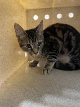 Rescue Domestic Short Hair Cats for Adoption in Tallahassee, Florida - MILO | PetCurious