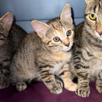 Confetti -  Domestic Short Hair Cat for Adoption in Ashtabula, Ohio - Confetti | PetCurious