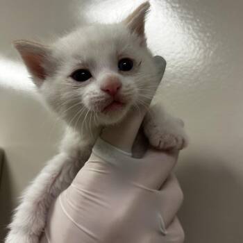 Liam -  Domestic Short Hair Cat for Adoption in Reno, Nevada - Liam | PetCurious
