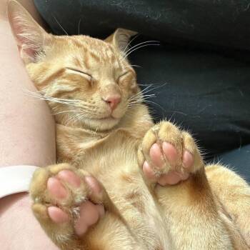 Domestic Short Hair Cats Available for Adoption - Orion | PetCurious