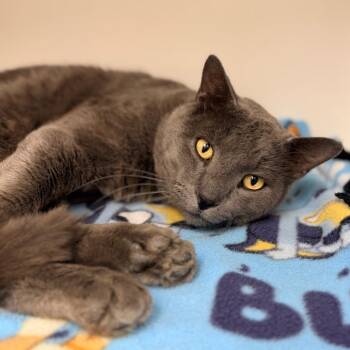 Will -  Domestic Short Hair Cat for Adoption in Champaign, Illinois - Will | PetCurious