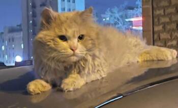 Rescue Ragdoll Cats for Adoption in Snow Hill, Maryland - Buddy | PetCurious