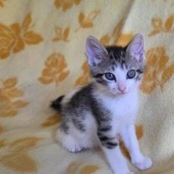 Domestic Short Hair Cats Available for Adoption in West Palm Beach, Florida - Melon | PetCurious
