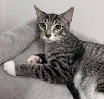 Rescue Domestic Short Hair Cats for Adoption in Annapolis, Maryland - Larry | PetCurious