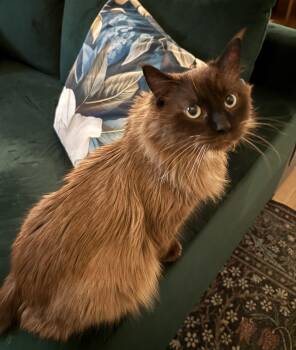 Domestic Long Hair and Siamese Cats Available for Adoption - Simon | PetCurious