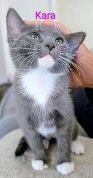 Domestic Short Hair Cats Available for Adoption in Gorham, Maine - Kara Aka Sky | PetCurious
