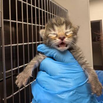 Minced Garlic -  Domestic Short Hair Cat for Adoption in Columbiana, Alabama - Minced Garlic | PetCurious
