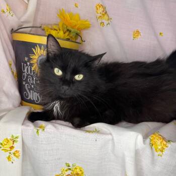 Siberian and Maine Coon Cats Available for Adoption in Mount Vernon, Illinois - Rosemary | PetCurious