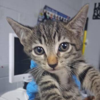 Cricket -  Domestic Short Hair Cat for Adoption in Summerville, South Carolina - Cricket | PetCurious