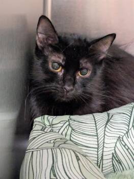 LOVEBUG -  Domestic Medium Hair Cat for Adoption in Dallas, Texas - LOVEBUG | PetCurious