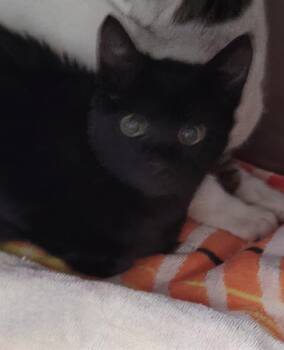 Domestic Short Hair Cats Available for Adoption - BITSY | PetCurious