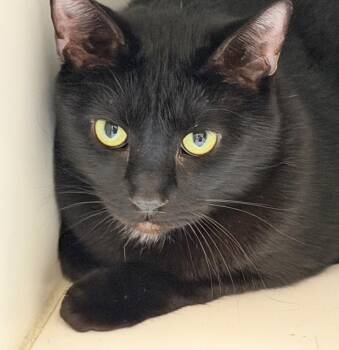 Domestic Short Hair Cats Available for Adoption - Bartok | PetCurious