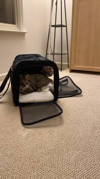 Ferrari & Audi (Courtesy Post) -  Domestic Short Hair Cat for Adoption in San Jose, California - Ferrari & Audi (Courtesy Post) | PetCurious