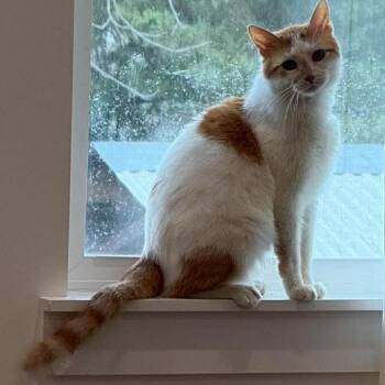 Domestic Short Hair Cats Available for Adoption in Denver, Colorado - Nugget Houston | PetCurious