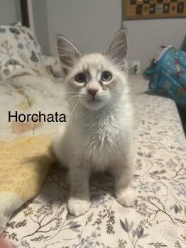 Horchata -  Siamese Cat for Adoption in Oakley, California - Horchata | PetCurious