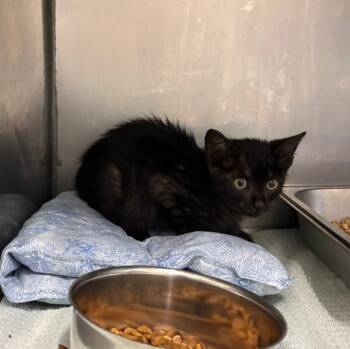 Spit Fire -  Domestic Short Hair Cat for Adoption in Providence Forge, Virginia - Spit Fire | PetCurious