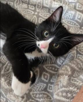Teletubbies:  Po -  Domestic Short Hair Cat for Adoption - Teletubbies:  Po | PetCurious