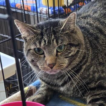 Sauron -  Domestic Short Hair Cat for Adoption in Mokena, Illinois - Sauron | PetCurious