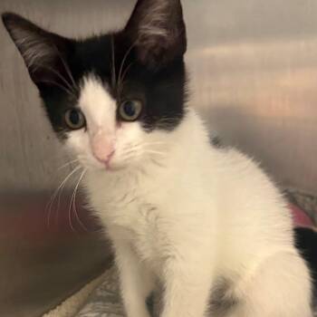 Dakota -  Domestic Short Hair Cat for Adoption in East Hanover, New Jersey - Dakota | PetCurious