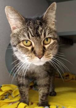 Rescue Domestic Short Hair Cats for Adoption in Waupaca, Wisconsin - Maybelle | PetCurious