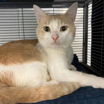 Domestic Short Hair Cats Available for Adoption in Hampton Bays, New York - Michi | PetCurious