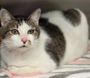 Rescue Domestic Short Hair Cats for Adoption in Great Bend, Kansas - McDouble | PetCurious