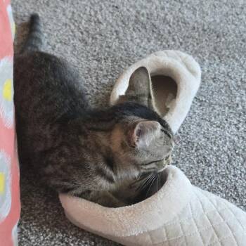 Buttercup 2 -  Domestic Short Hair Cat for Adoption in Cumming, Georgia - Buttercup 2 | PetCurious