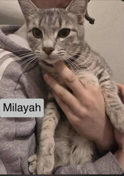 Rescue Domestic Short Hair Cats for Adoption in Metamora, Illinois - Milayah | PetCurious