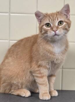 Domestic Short Hair Cats Available for Adoption in Olean, New York - Critterbits | PetCurious