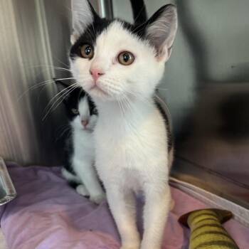 Tuesday -  Domestic Short Hair Cat for Adoption in Matteson, Illinois - Tuesday | PetCurious