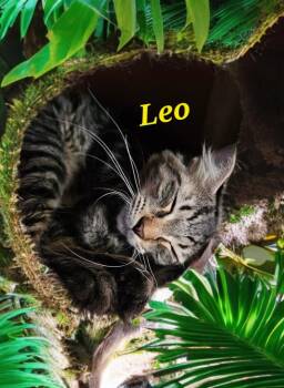 Leo -  Domestic Medium Hair Cat for Adoption in Jim Thorpe, Pennsylvania - Leo | PetCurious
