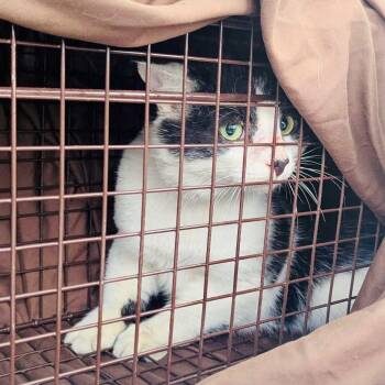 Rescue Domestic Short Hair Cats for Adoption in Little Mountain, South Carolina - Ranger Murray - Barn Cat | PetCurious