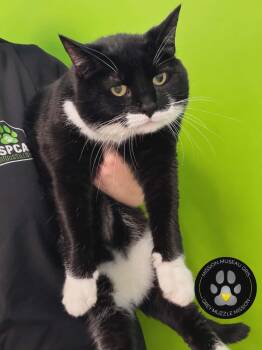 Domestic Short Hair Cats Available for Adoption in Delson, Quebec - Mia | PetCurious