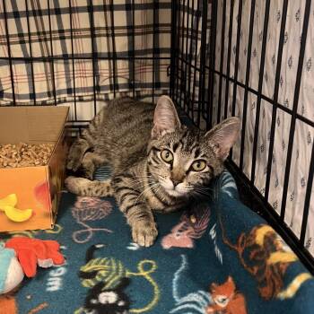 Mama Maggie -  Domestic Short Hair Cat for Adoption in Spokane, Washington - Mama Maggie | PetCurious
