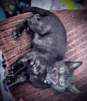 Scooter -  Domestic Short Hair Cat for Adoption in Columbus, Indiana - Scooter | PetCurious