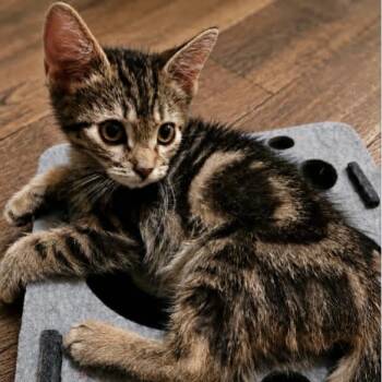 Cosmo -  Domestic Short Hair Cat for Adoption in Victoria, British Columbia - Cosmo | PetCurious