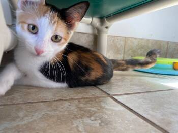 Rescue Domestic Short Hair Cats for Adoption in Grand Junction, Colorado - Bellini | PetCurious