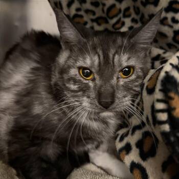 Rosalind -  Domestic Short Hair Cat for Adoption in Las Vegas, Nevada - Rosalind | PetCurious