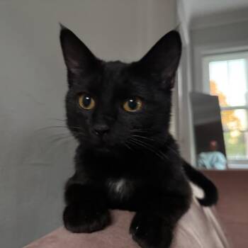 Rescue Domestic Short Hair Cats for Adoption in Evanston, Illinois - Subaru | PetCurious