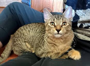 Rescue Domestic Short Hair and Tabby Cats for Adoption in Lemont, Illinois - Ursula | PetCurious