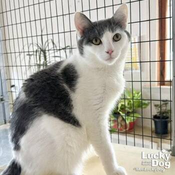 Django -  Domestic Short Hair Cat for Adoption in Washington, District Of Columbia - Django | PetCurious