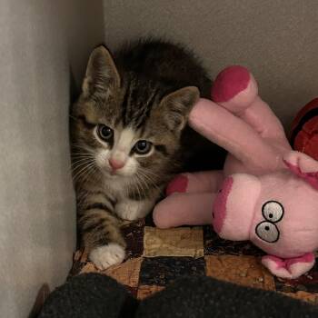 Rescue Domestic Short Hair Cats for Adoption in Mason City, Iowa - Disco | PetCurious