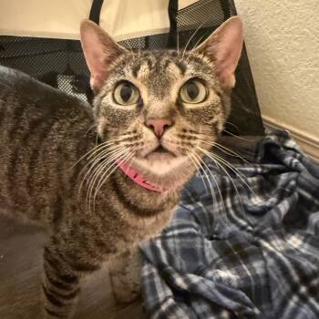 Rescue Domestic Short Hair Cats for Adoption in Auburn, Alabama - Izzy | PetCurious