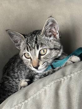 Kinsley -  Domestic Short Hair Cat for Adoption in Davis, California - Kinsley | PetCurious