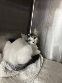 Oreo -  Domestic Medium Hair and Domestic Short Hair Cat for Adoption in Houston, Texas - Oreo | PetCurious