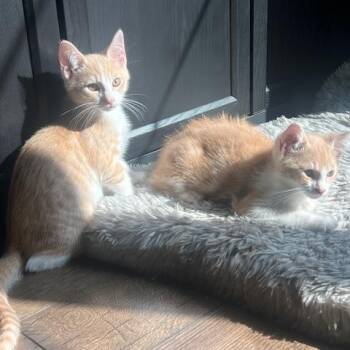 Rescue Tabby Cats for Adoption - Noel And Liam | PetCurious