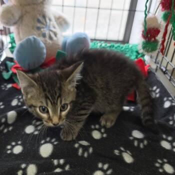 Tabby Cats Available for Adoption in Clarksville, Virginia - Pom Pom | PetCurious