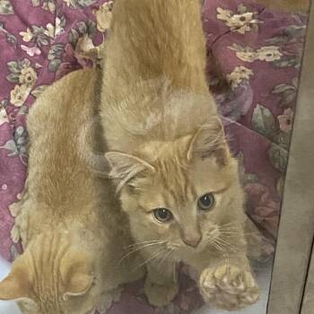 Fred -  Domestic Long Hair Cat for Adoption in Franklin, North Carolina - Fred | PetCurious