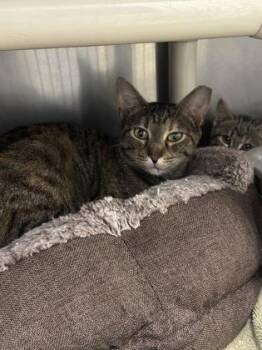 Rescue Domestic Short Hair Cats for Adoption in Annapolis, Maryland - Crumbl | PetCurious